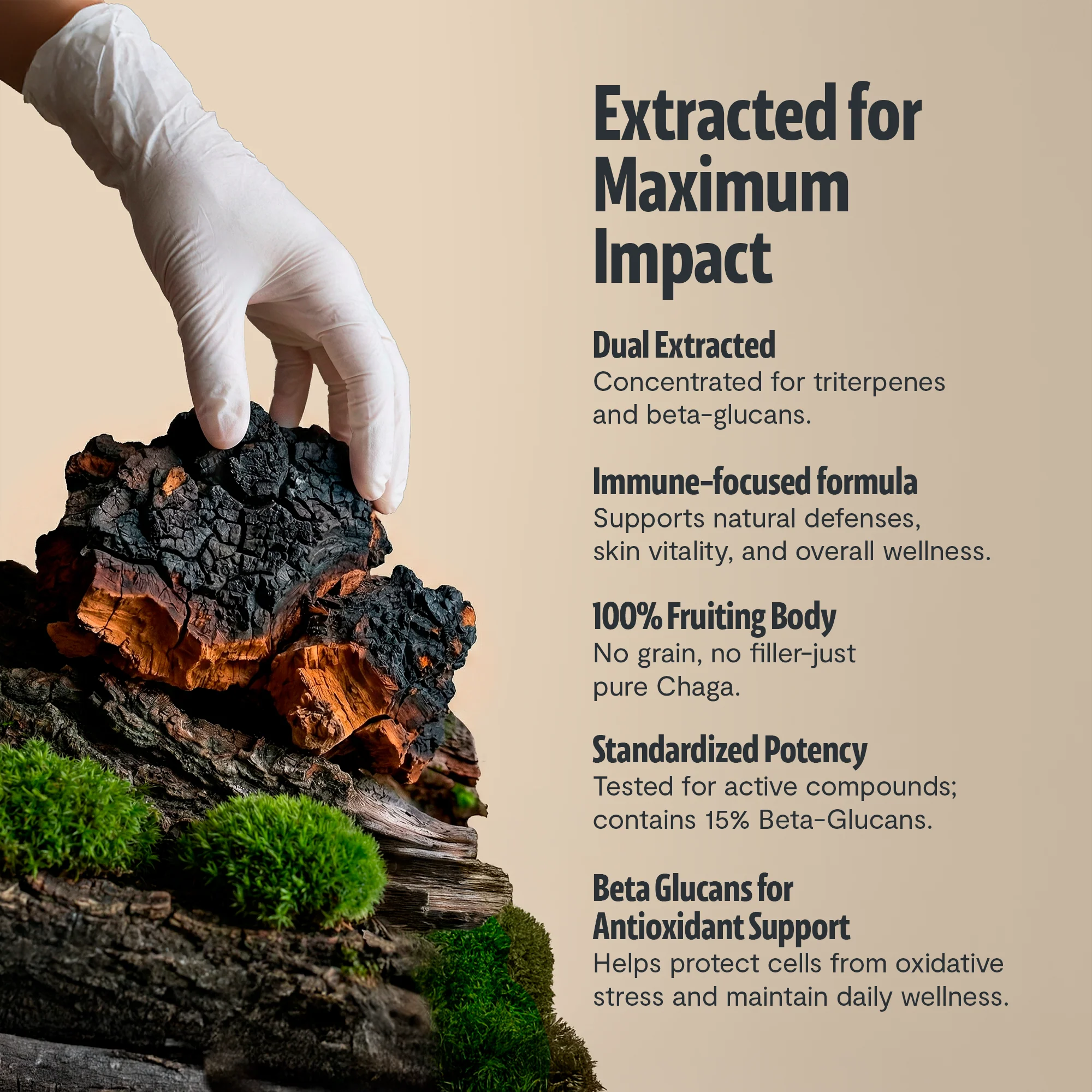 Chaga Mushroom Extract Capsules - Image 6