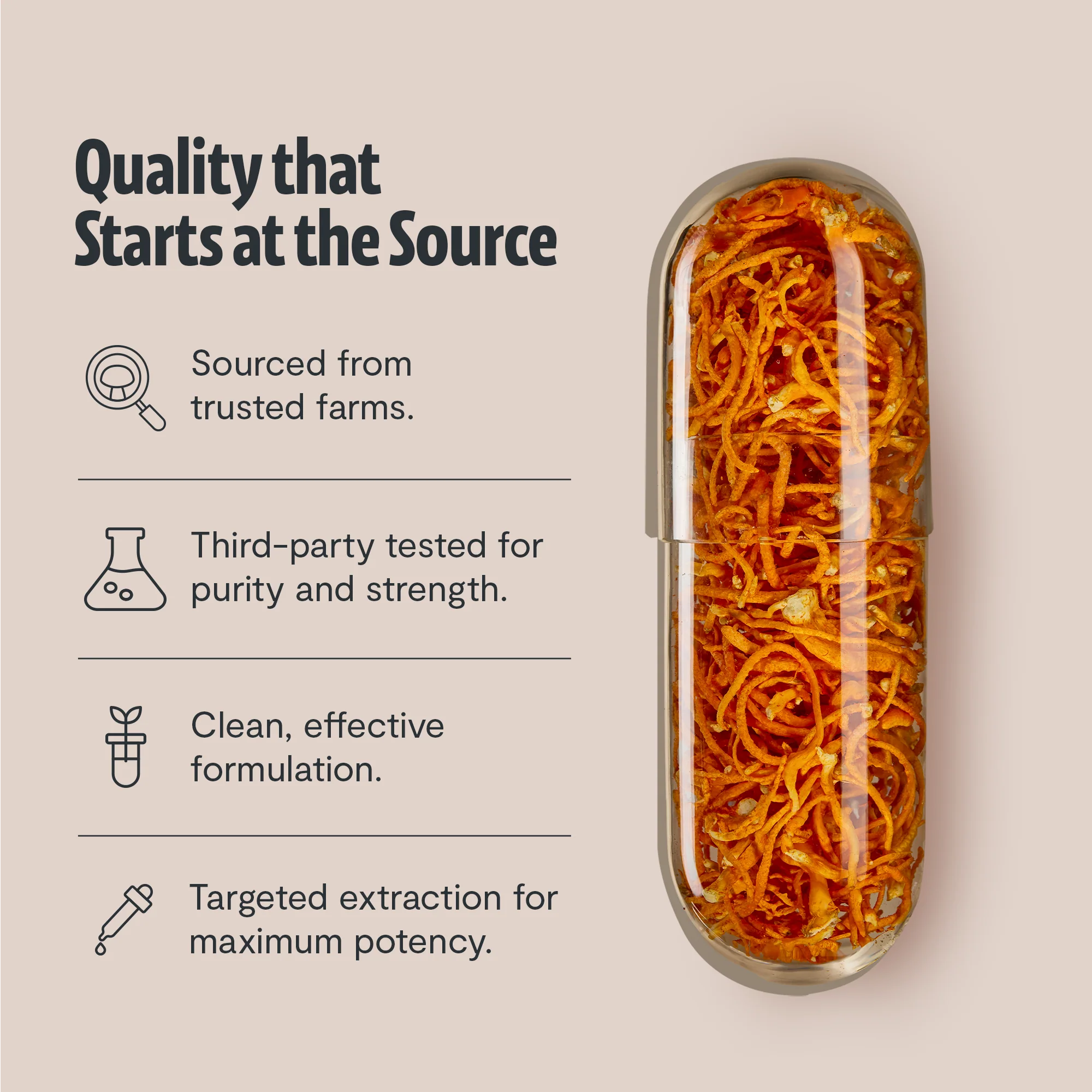 Cordyceps Mushroom Extract Capsules - Image 8