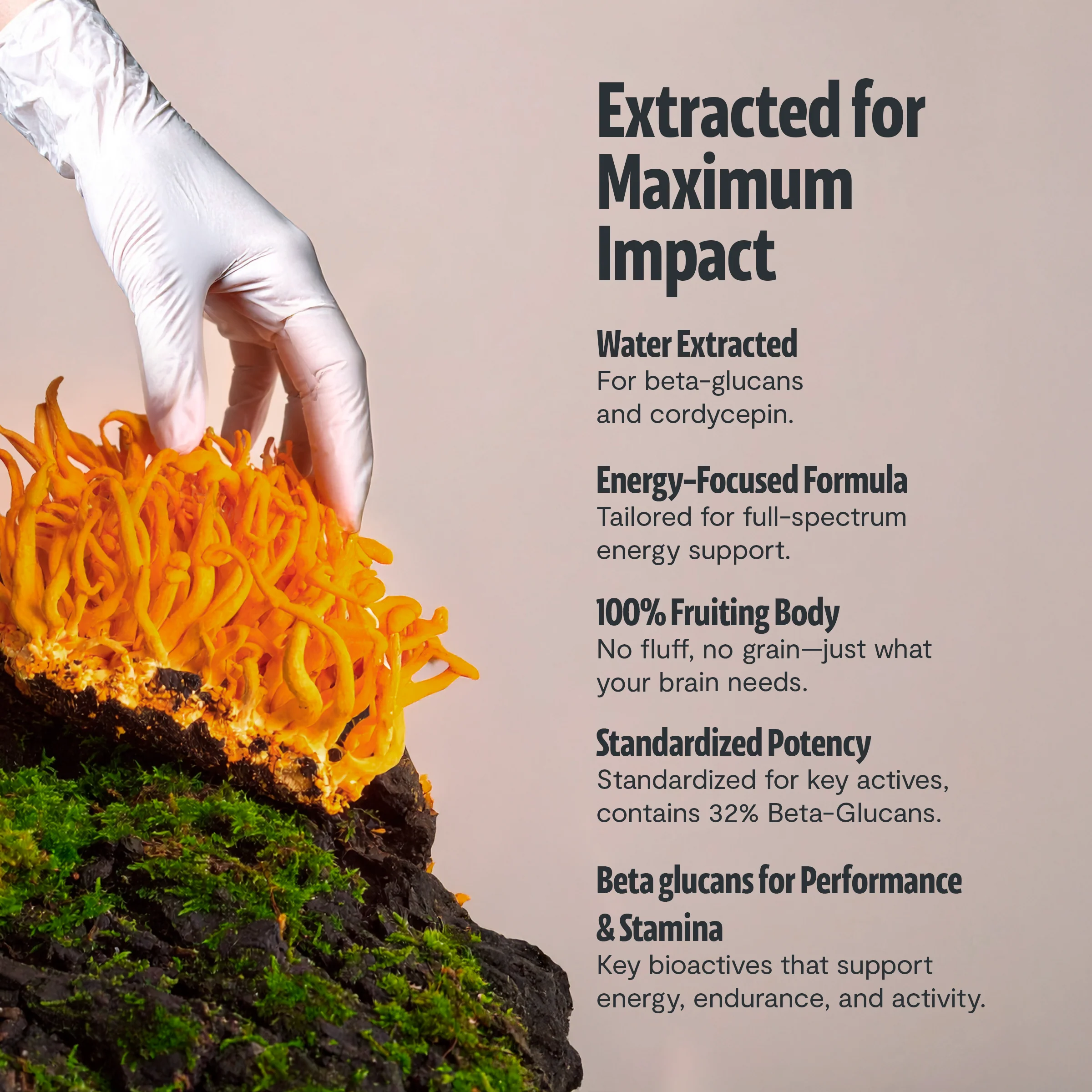 Cordyceps Mushroom Extract Powder - Image 24