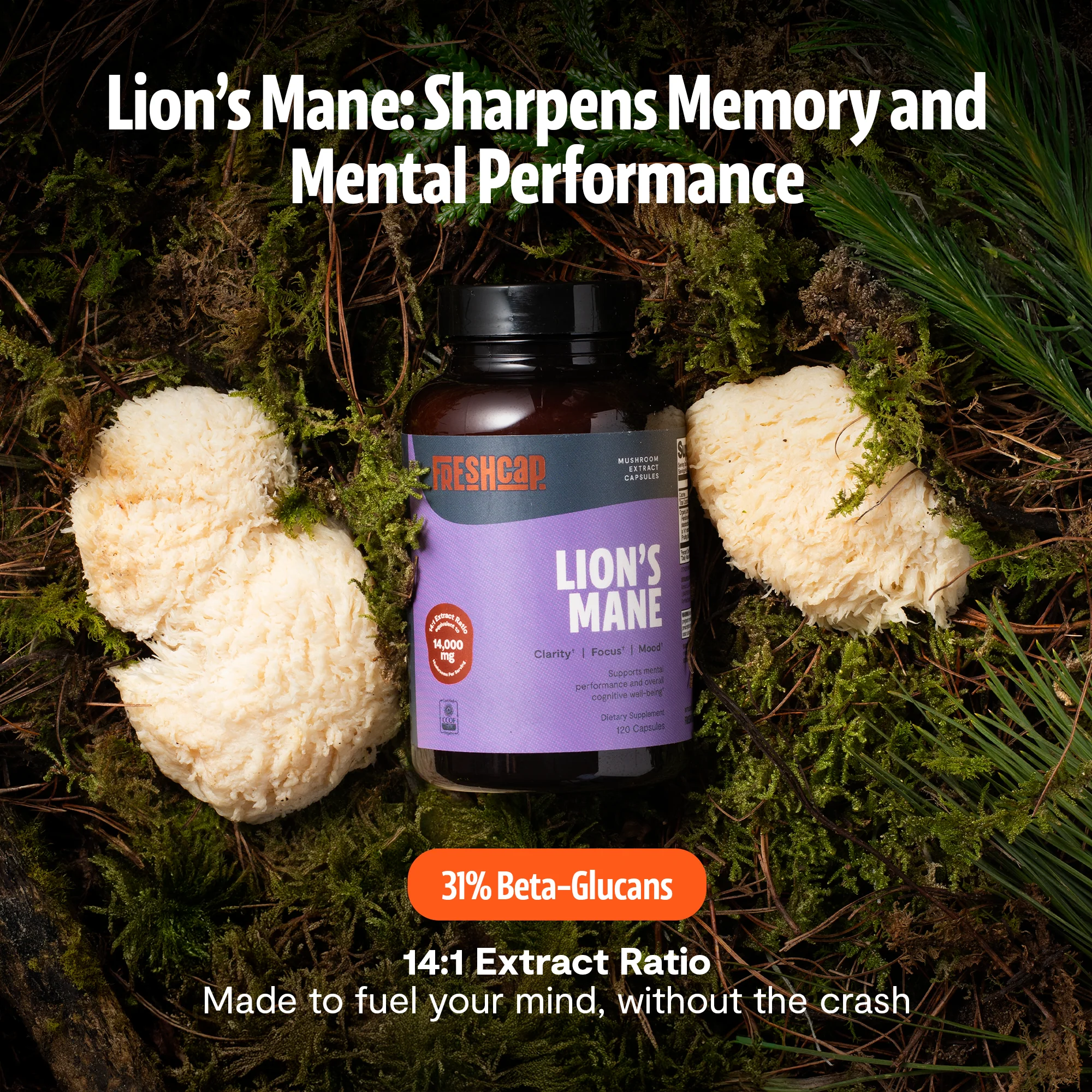 Lion's Mane Mushroom Extract Capsules - Image 17