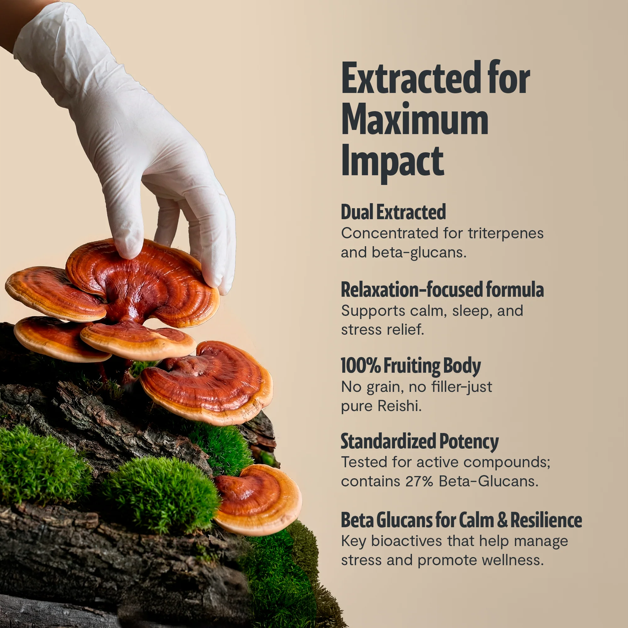 Reishi Mushroom Extract Powder - Image 6
