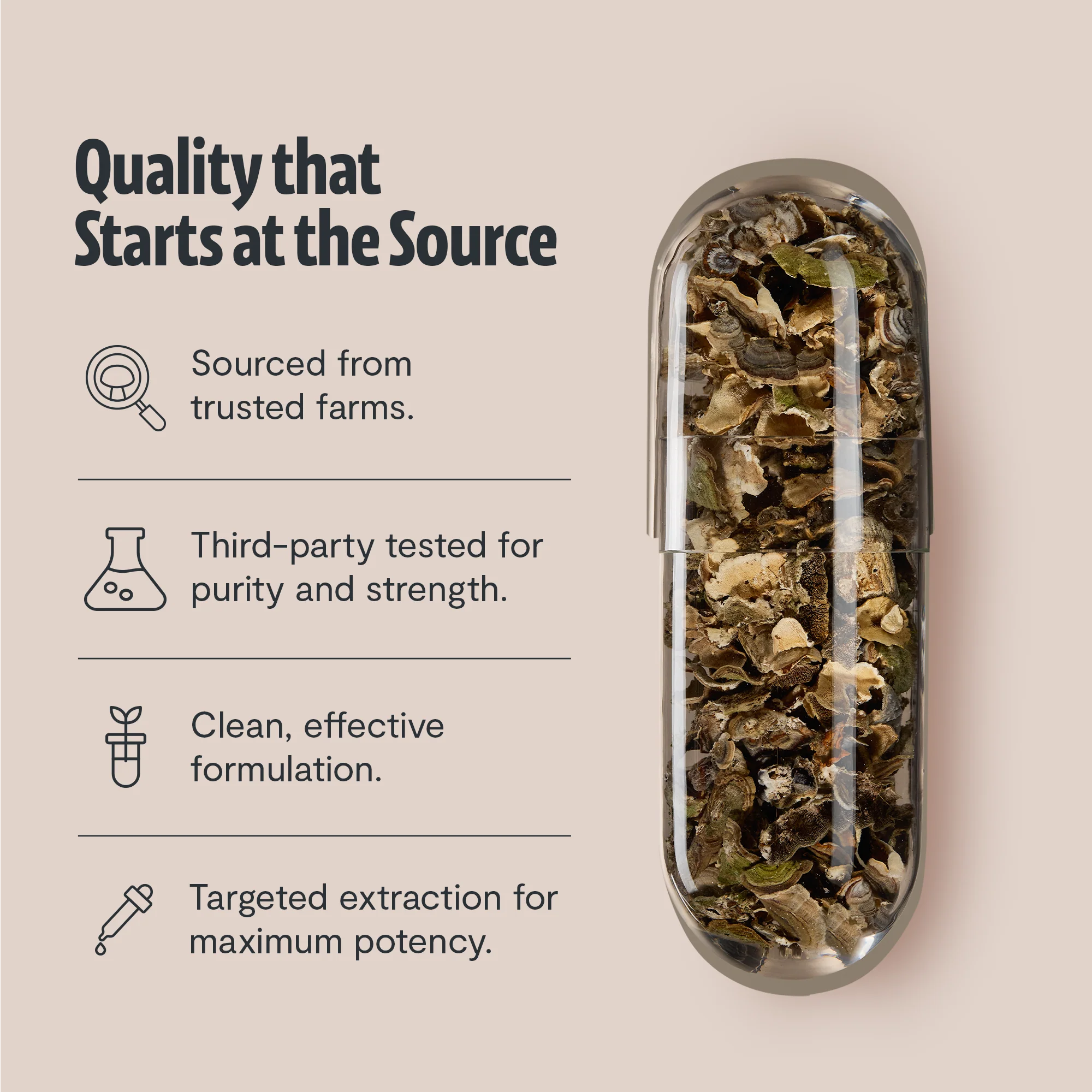 Turkey Tail Mushroom Extract Capsules - Image 21