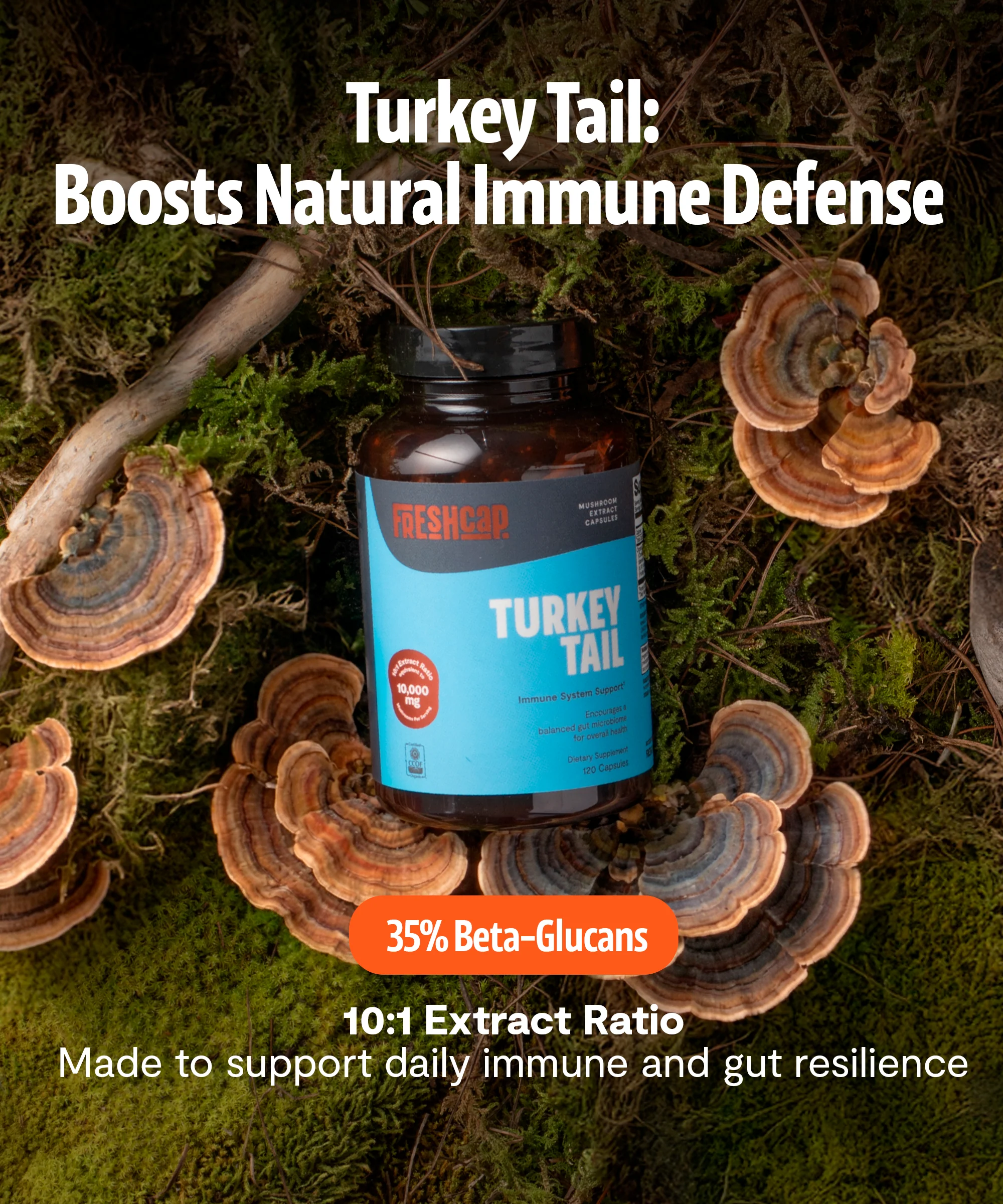 Turkey Tail Mushroom Extract Capsules - Image 25