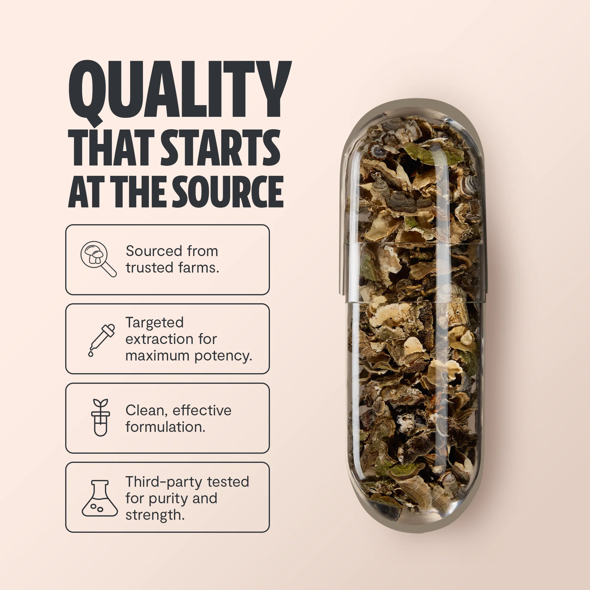 Turkey Tail Mushroom Extract Capsules - Image 4