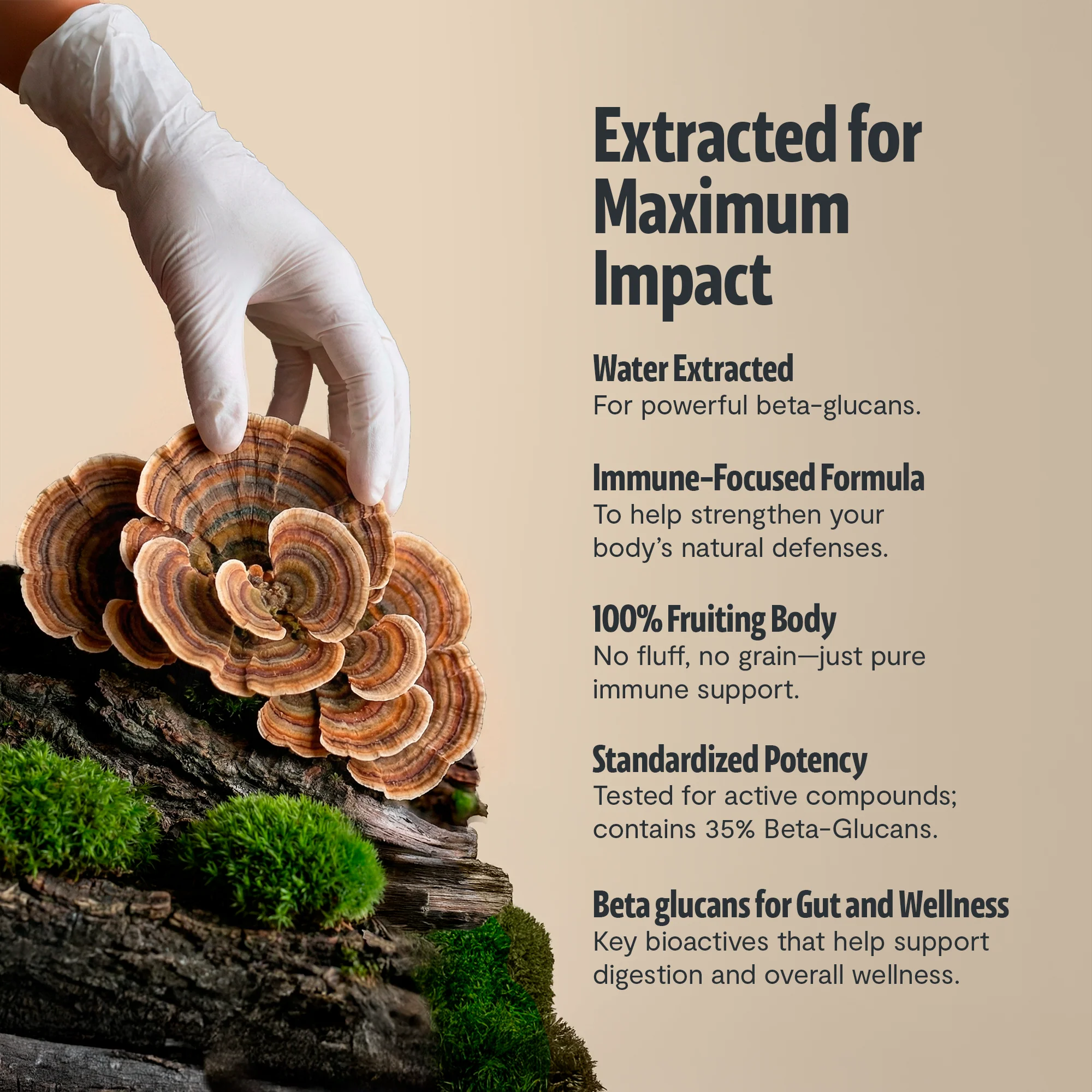 Turkey Tail Mushroom Extract Powder - Image 17
